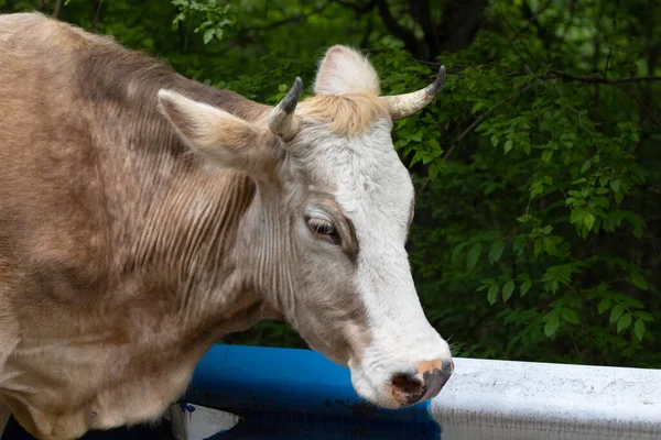 Cow Road Beautiful Green Forest — Foto Stock