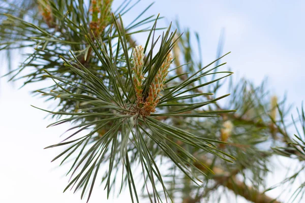 Pine Tree Close Blurry Background —  Fotos de Stock