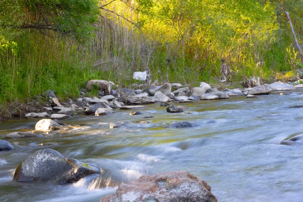 Güzel, sakin, ağır çekimde ipeksi nehir suyu.
