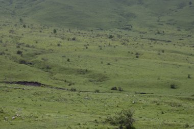 Güzel doğa manzarası ve dağ. Ermenistan, Lori bölgesi