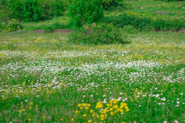 Güzel doğa manzarası ve dağ. Ermenistan, Lori bölgesi