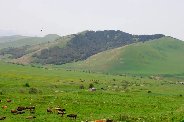 Güzel Doğa Manzarası Dağ Ermenistan Lori Bölgesi — Stok fotoğraf