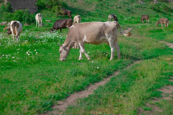 Cow is on the road behind a beautiful green forest