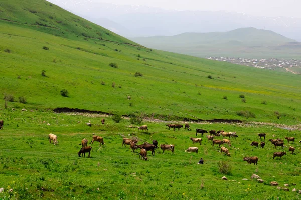 Piękny Krajobraz Przyrody Góry Armenia Prowincja Lori — Zdjęcie stockowe