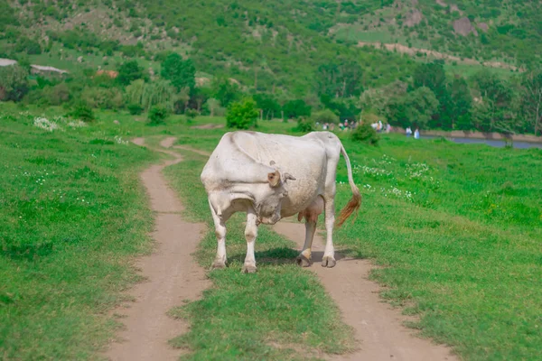 Cow is on the road behind a beautiful green forest