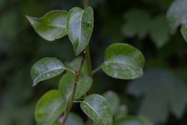 Bulanık bir arkaplanda orman bitkileri yakın plan