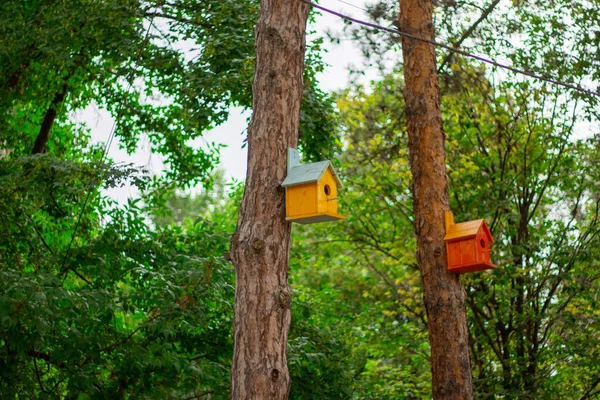 Casa Pájaros Árbol — Foto de Stock