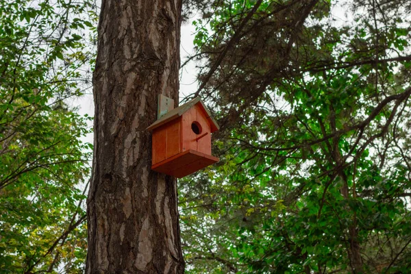 Casa Pássaro Uma Árvore — Fotografia de Stock