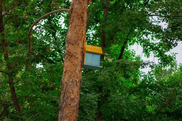 Vogelhaus Auf Einem Baum — Stockfoto