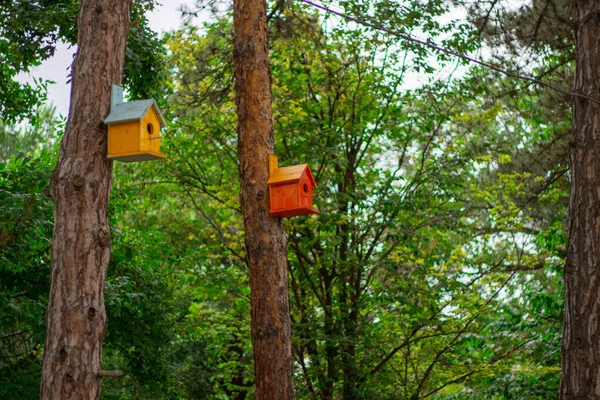 Casa Pájaros Árbol — Foto de Stock