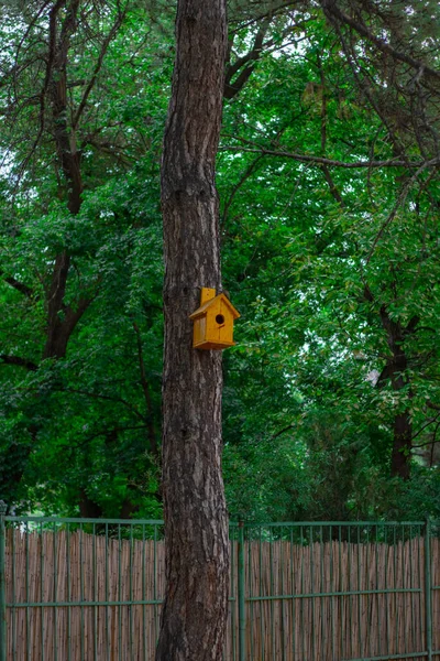 Пташиний Будинок Дереві — стокове фото