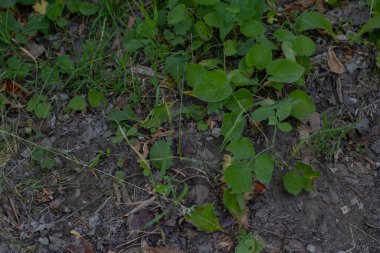 Bulanık bir arkaplanda orman bitkileri yakın plan