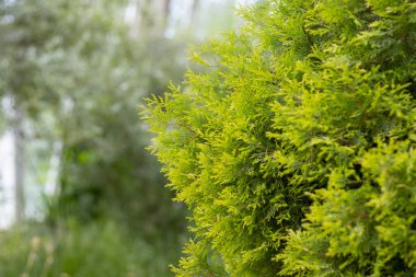 Bulanık bir arkaplanda yeşil thuja ağacı.