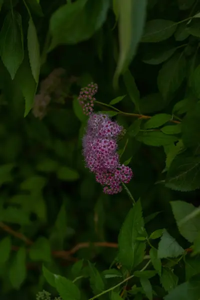 Forest Plants Close Blurry Background — стоковое фото