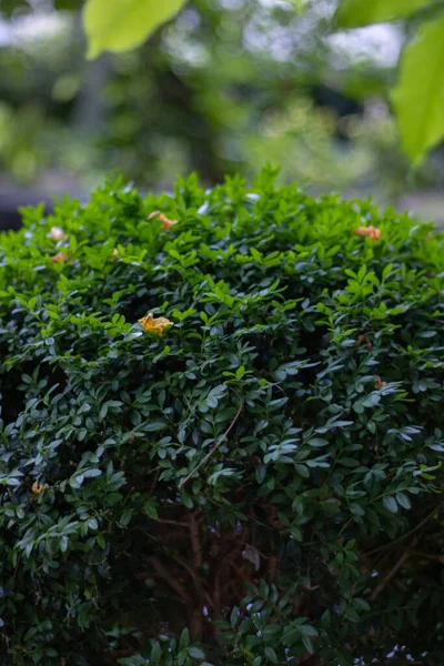 Green Thuja Tree Close Blurry Background — стоковое фото