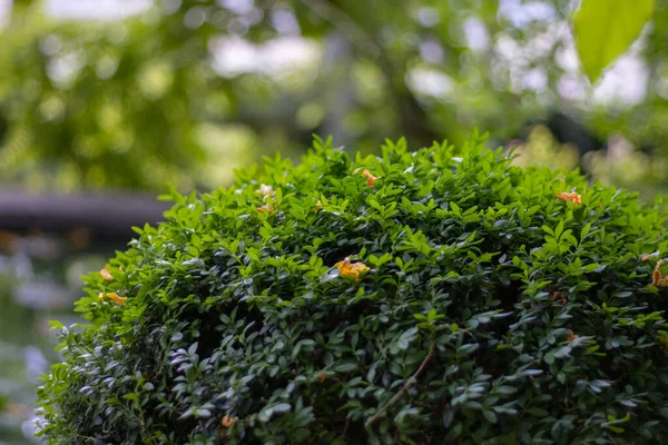 Green Thuja Tree Close Blurry Background —  Fotos de Stock