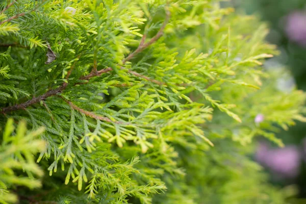 Green Thuja Tree Close Blurry Background —  Fotos de Stock