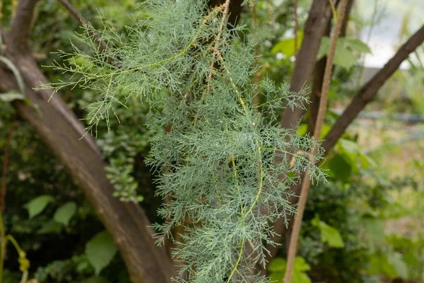 Green Thuja Tree Close Blurry Background —  Fotos de Stock