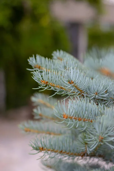 Pine Tree Close Blurry Background —  Fotos de Stock
