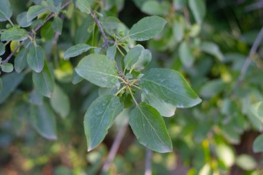 Orman bitkileri bulanık bir arkaplanda ağaçta yaprak bırakırlar.