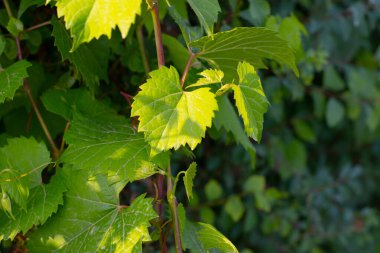 Orman bitkileri bulanık bir arkaplanda ağaçta yaprak bırakırlar.