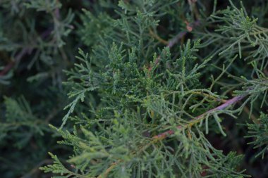 Bulanık bir arkaplanda yeşil thuja ağacı.