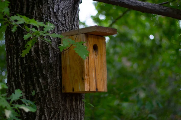 Bird House Tree — Stock Photo, Image