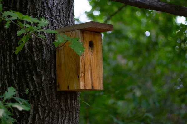 Casa Pájaros Árbol — Foto de Stock