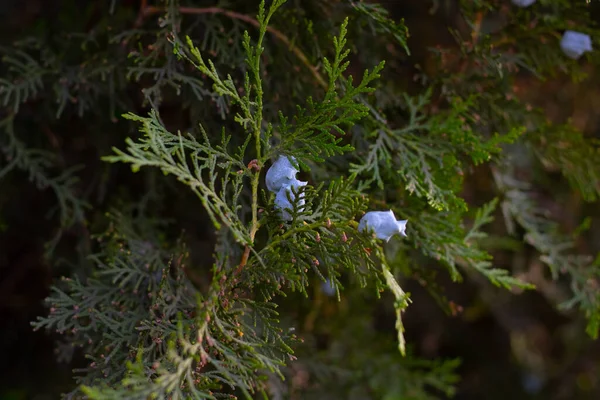 Grüne Thuja Bäume Nahaufnahme Auf Verschwommenem Hintergrund — Stockfoto