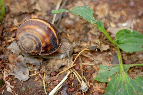 Snail Ground Close — Fotografia de Stock