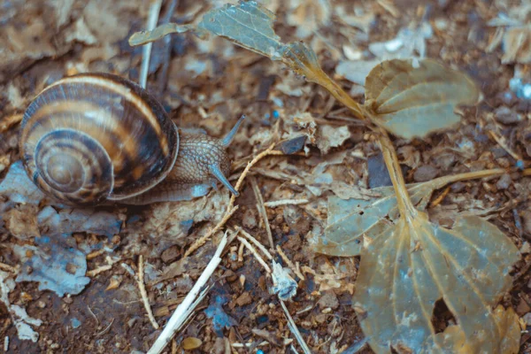 Caracol Suelo Con Primer Plano —  Fotos de Stock