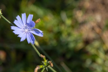 Close up beautiful  flowers on the forest glade