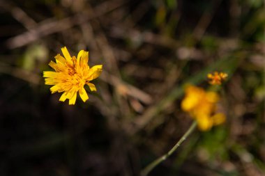 Close up beautiful  flowers on the forest glade