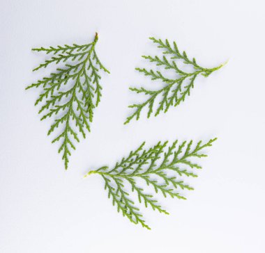 Branch of green thuja, collection thuja  with 3 piece on a white background