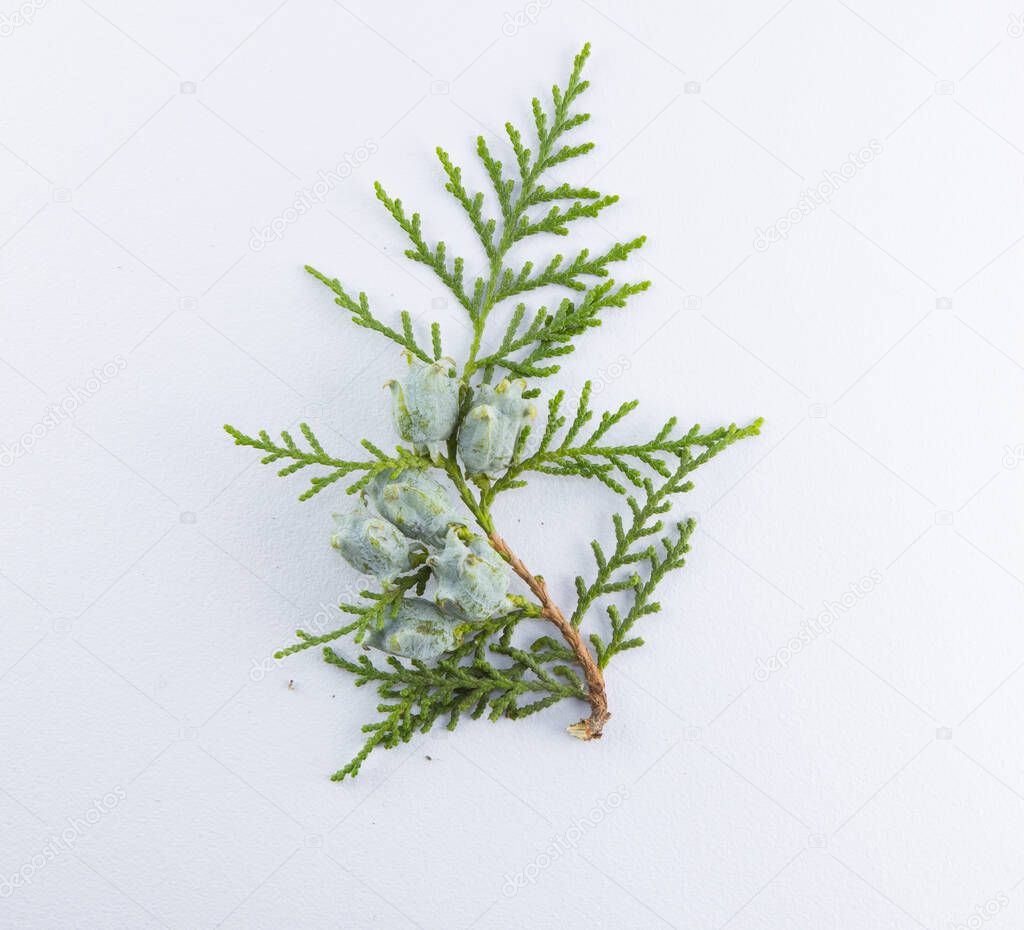 Branch of green thuja. on a white background