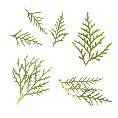 yeşil Thuja dalı. Beyaz arka planda
