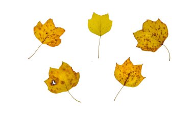 Sonbahar yaprakları beyaz arka planda izole. doğal arkaplan