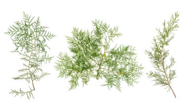 yeşil Thuja dalı. Beyaz arka planda