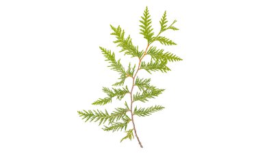 yeşil Thuja dalı. Beyaz arka planda
