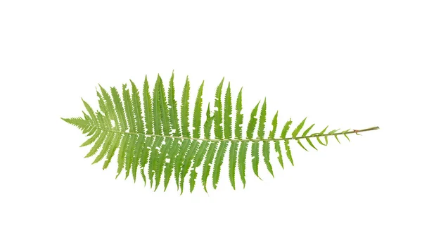 Green fern leaf, on a white background