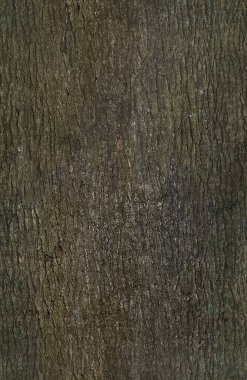 Kusursuz ağaç kabuğu, yüksek kalite.