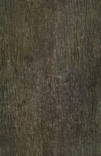 Текстура Бесшовная Кора Дерева Высокое Качество — стоковое фото