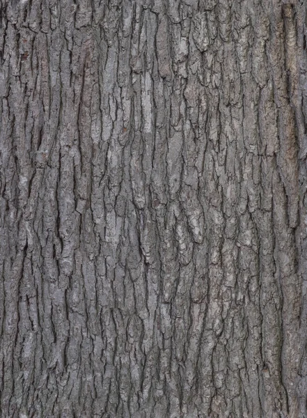 Textur Nahtloses Rindenholz Hohe Qualität — Stockfoto