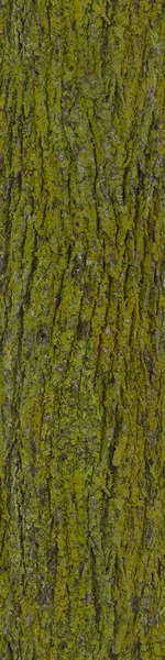 质感好的无缝制树皮木 — 图库照片