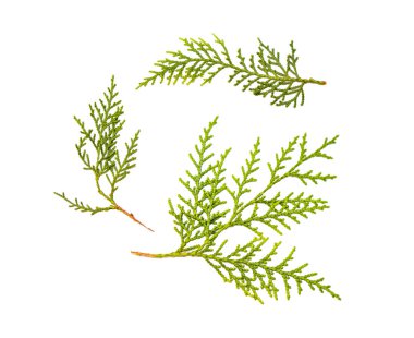 yeşil Thuja dalı. Beyaz arka planda