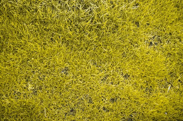 Texture Herbe Jaune Sans Couture — Photo