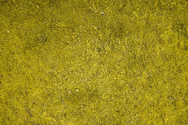 Texture Herbe Jaune Sans Couture — Photo