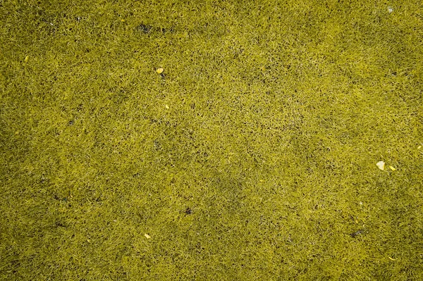 Tekstura Trawy Żółtej Bez Szwu — Zdjęcie stockowe