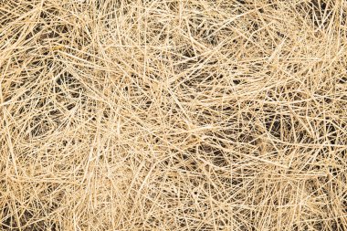 Topraktaki samanların arkaplan dokusu 