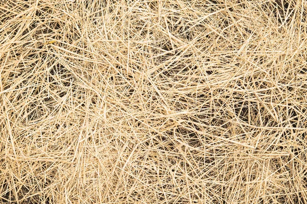 Topraktaki samanların arkaplan dokusu 